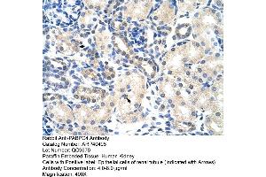 Rabbit Anti-PABPC4 Antibody  Paraffin Embedded Tissue: Human Kidney Cellular Data: Epithelial cells of renal tubule Antibody Concentration: 4. (PABPC4 抗体  (N-Term))