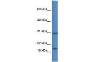 HIST1H2AH 抗体  (C-Term)
