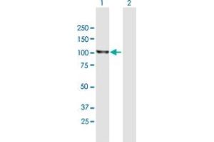 Western Blot analysis of RASA1 expression in transfected 293T cell line by RASA1 MaxPab polyclonal antibody.