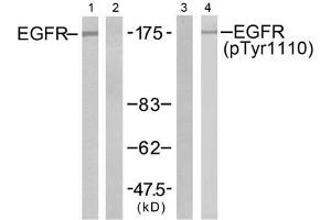 Western blot analysis of extracts from A431 cells untreated or treated with EGF (200ng/ml, 5min), using EGFR (Ab-1110) antibody (E021256, Lane 1 and 2) and EGFR (phospho-Tyr1110) antibody (E011264, Lane 3 and 4). (EGFR 抗体)
