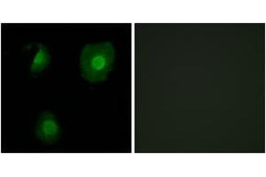 Immunofluorescence (IF) image for anti-EP300 Interacting Inhibitor of Differentiation 1 (EID1) (AA 71-120) antibody (ABIN2889832) (EID1 抗体  (AA 71-120))