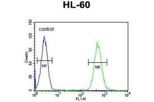 BTNL3 Antibody (C-term) flow cytometric analysis of HL-60 cells (right histogram) compared to a negative control cell (left histogram). (BTNL3 抗体  (C-Term))