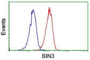 Flow Cytometry (FACS) image for anti-Bridging Integrator 3 (BIN3) antibody (ABIN1496926) (BIN3 抗体)