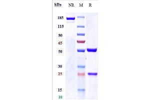 Anti-IL-1RAP / IL-1R3 Reference Antibody (nidanilimab) on SDS-PAGE under reducing (R) condition.