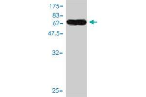 Western Blot detection against Immunogen (55. (JAM2 抗体  (AA 29-298))