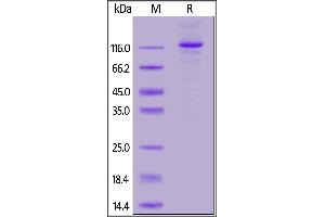 SDS-PAGE (SDS) image for Fibroblast Activation Protein, alpha (FAP) (AA 26-760) (Active) protein (Fc Tag,FITC) (ABIN6973050)