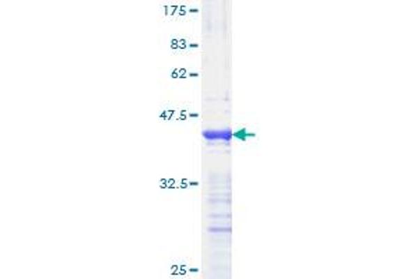 PPARD Protein (AA 56-165) (GST tag)