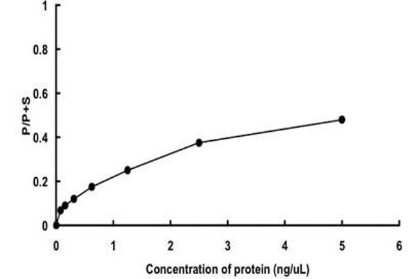 STK10-A Protein (AA 1-968)