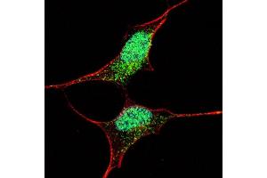 Fluorescent confocal image of SY5Y cells stained with (ABIN388789 and ABIN2839122) OCT4  antibody. (OCT4 抗体  (AA 110-141))