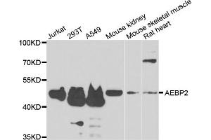 Western blot analysis of extracts of various cell lines, using AEBP2 antibody (ABIN5975286) at 1/1000 dilution. (AEBP2 抗体)