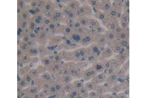 IHC-P analysis of Mouse Tissue, with DAB staining. (Fibronectin 抗体  (AA 2117-2236))