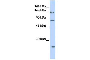 Western Blotting (WB) image for anti-SIN3 homolog A, transcription regulator (SIN3A) antibody (ABIN2457956) (SIN3A 抗体)