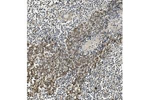 IHC analysis of HP1 alpha/CBX5 using anti-HP1 alpha/CBX5 antibody (ABIN7599058).