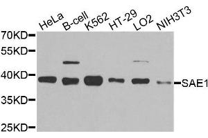 Western blot analysis of extracts of various cell lines, using SAE1 antibody. (SAE1 抗体  (AA 1-346))
