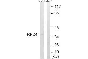 Western blot analysis of extracts from MCF-7 cells, using RPC4 antibody. (POLR3D 抗体)