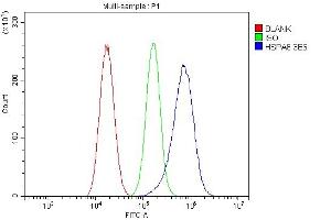 Flow Cytometry analysis of A549 cells using anti- Hsc70 antibody (ABIN7601962). (Hsc70 抗体  (AA 520-614))