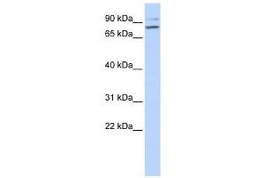 PLCD1 antibody used at 1 ug/ml to detect target protein. (PLCD1 抗体  (N-Term))