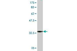 Western Blot detection against Immunogen (36. (NDST1 抗体  (AA 38-136))