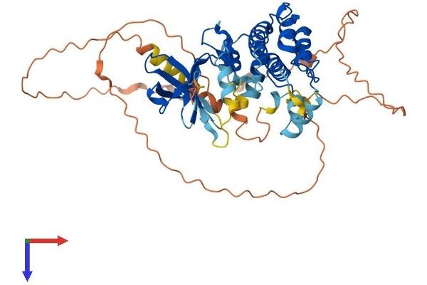 CAMK1G Protein (AA 1-477) (His tag)