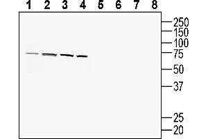 Western blot analysis of human  MG glioblastoma cell line lysate (lanes 1 and 5), human  colon adenocarcinoma cell line lysate (lanes 2 and 6), human  monocytic leukemia cell line lysate (lanes 3 and 7) and mouse  microglia cell line lysate (lanes 4 and 8):1-4. (PACC1 (AA 95-110), (Extracellular) 抗体)