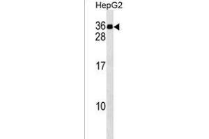 MND1 Antibody (C-term) (ABIN1536784 and ABIN2849595) western blot analysis in HepG2 cell line lysates (35 μg/lane). (MND1 抗体  (C-Term))