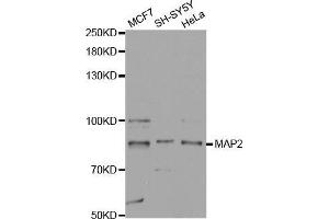 Western blot analysis of extracts of various cell lines, using MAP2 antibody. (MAP2 抗体  (AA 260-559))