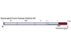 Image no. 1 for anti-Kalinin B1 (AA 1009-1170) antibody (ABIN967961) (Kalinin B1 (AA 1009-1170) 抗体)