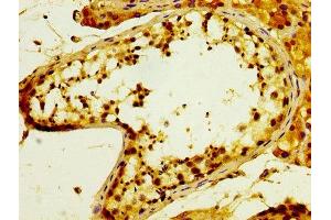 IHC image of ABIN7153729 diluted at 1:300 and staining in paraffin-embedded human testis tissue performed on a Leica BondTM system. (POFUT2 抗体  (AA 125-271))
