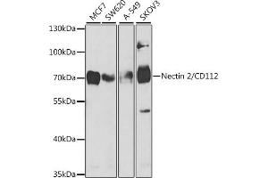 Western blot analysis of extracts of various cell lines, using Nectin 2/CD112 antibody (ABIN6132245, ABIN6146511, ABIN6146512 and ABIN6221024) at 1:1000 dilution. (PVRL2 抗体  (AA 382-479))