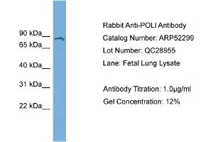 WB Suggested Anti-POLI  Antibody Titration: 0. (POLI 抗体  (N-Term))