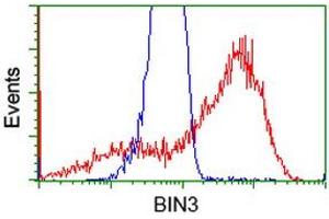 HEK293T cells transfected with either RC203378 overexpress plasmid (Red) or empty vector control plasmid (Blue) were immunostained by anti-BIN3 antibody (ABIN2453898), and then analyzed by flow cytometry. (BIN3 抗体)