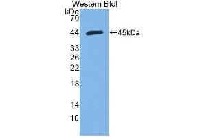 Detection of Recombinant HMCN1, Mouse using Polyclonal Antibody to Hemicentin 1 (HMCN1) (HMCN1 抗体  (AA 22-153))