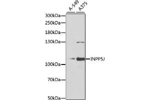 Western blot analysis of extracts of various cell lines, using INPP5J antibody (ABIN6132490, ABIN6142471, ABIN6142472 and ABIN6222324) at 1:1000 dilution. (INPP5J 抗体  (AA 60-360))