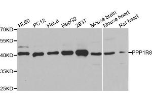 Western blot analysis of extracts of various cell lines, using PPP1R8 antibody. (PPP1R8 抗体)