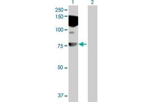 Western Blot analysis of HDX expression in transfected 293T cell line by HDX MaxPab polyclonal antibody. (HDX 抗体  (AA 1-690))