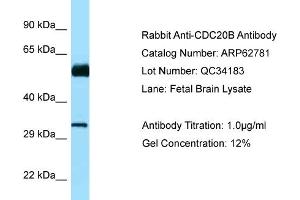 Western Blotting (WB) image for anti-Cell Division Cycle 20B (CDC20B) (N-Term) antibody (ABIN2789244) (CDC20B 抗体  (N-Term))