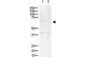 Image no. 1 for anti-ZIC2 (ZIC2) (AA 189-206) antibody (ABIN401287) (ZIC2 抗体  (AA 189-206))