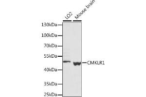 Western blot analysis of extracts of various cell lines, using CMKLR1 antibody (ABIN7266326) at 1:1000 dilution. (CMKLR1 抗体  (AA 250-350))