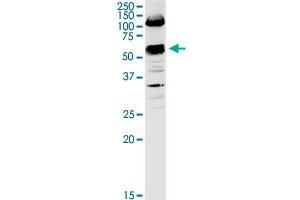 Western Blotting (WB) image for anti-Solute Carrier Family 3 (Activators of Dibasic and Neutral Amino Acid Transport), Member 2 (SLC3A2) (AA 1-529) antibody (ABIN520239)