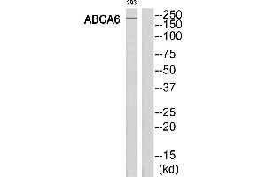 Western blot analysis of extracts from 293 cells, using ABCA6 antibody. (ABCA6 抗体  (C-Term))