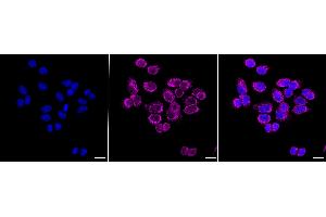anti-Endo/exonuclease (5'-3'), Endonuclease G-Like (EXOG) antibody