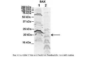 Western Blotting (WB) image for anti-BCL2-Associated X Protein (BAX) (N-Term) antibody (ABIN2792125)