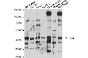 Western blot analysis of extracts of various cell lines, using NSUN4 antibody (ABIN6293845) at 1:1000 dilution.