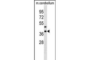 Mouse Crkl Antibody (C-term) (ABIN1537000 and ABIN2838331) western blot analysis in mouse cerebellum tissue lysates (35 μg/lane). (CrkL 抗体  (C-Term))