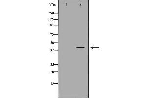 Western blot analysis of K562 whole cell lysates, using HIF1AN Antibody.