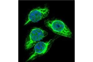 Confocal immunofluorescent analysis of STRA8 Antibody (STRA8 抗体  (C-Term))