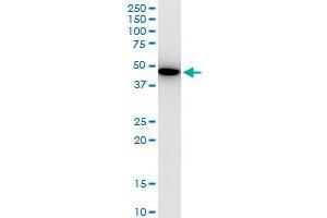 KLF13 monoclonal antibody (M01), clone 1D3. (KLF13 抗体  (AA 31-72))