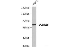 Western blot analysis of extracts of THP-1 cells using DCLRE1B Polyclonal Antibody at dilution of 1:1000. (DCLRE1B 抗体)