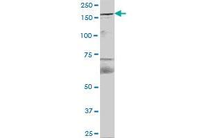 FYCO1 MaxPab polyclonal antibody. (FYCO1 抗体  (AA 1-255))