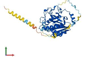 Protein Structure (PS) image for Globoside alpha-1,3-N-Acetylgalactosaminyltransferase 1 (GBGT1) (AA 1-347) protein (His tag) (ABIN7559947)
